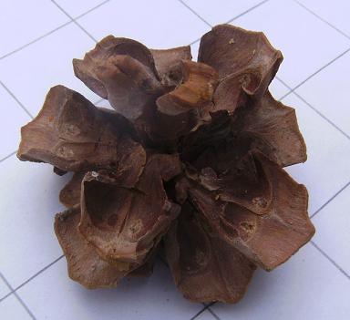 Colorado Pinyon Cone Top